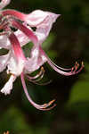 Pink azalea